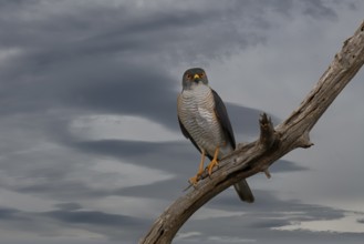 Little Sparrowhawk (Tachyspiza minulla), KwaZulu Natal province, South Africa