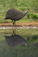 Helmeted Guineafowl (Numida meleagris) reflecting in water, KwaZulu Natal province, South Africa