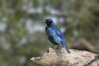 Cape Starling or Glossy Starling (Lamprotornis nitens), KwaZulu Natal province, South Africa