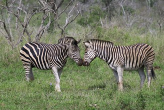 Two Burchell's zebras (Equus burchellii), KwaZulu Natal province, South Africa
