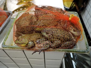 Live frogs in a net presented as a food supply at a market, Wet Market, French Concession,