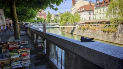 Quiet river promenade in the city centre with a bookstall and a pigeon (columbidae) surrounded by