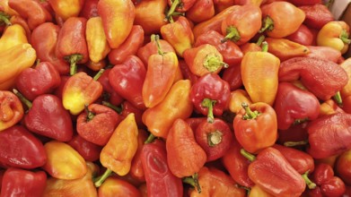 Fresh red and yellow peppers (capsicum) stacked at a market, Skopje, North Macedonia