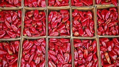 Red peppers (capsicum) in crates, neatly stacked and offered for sale in crates, Kosovo