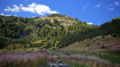 Green mountain landscape with rolling hills under a blue sky with white clouds, Montenegro