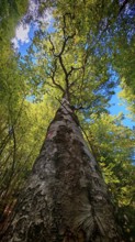 Frog perspective, Majestic tree, birch (betula) rising against the blue sky, surrounded by dense