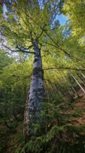 Tall tree birch (betula) in the forest, densely overgrown with foliage under a bright sky,
