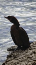 Cormorant (Phalacrocoracidae) sitting on rocks by the water, contemplative atmosphere, Montenegro