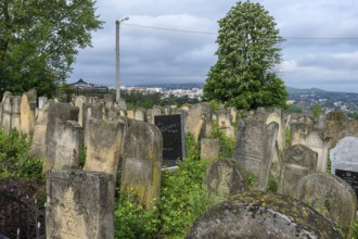 Tombstones with various Jewish symbols, Jewish cemetery, in the back the town of Czernowicz,