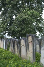 Gravestones, horse chestnut (Aesculus hippocastanum) in bloom behind, Jewish cemetery, Czernowicz,