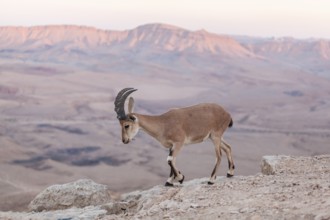 Mitzpe Ramon, Israel. An Ibex on a cliff in the vast desert crater of Maktesh Ramon national park
