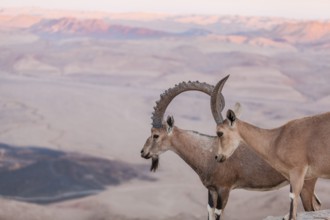Mitzpe Ramon, Israel. An Ibex couple on a cliff in the vast desert crater of Maktesh Ramon national
