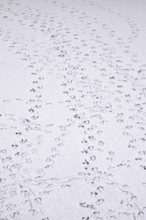 Traces of ducks in snow, winter, Germany