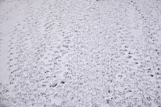 Traces of ducks in snow, winter, Germany