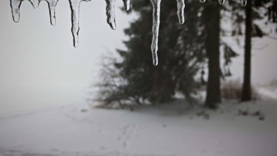 Close-up of icicles against snowy, blurred trees in the background, Rennsteig, Thuringian Forest