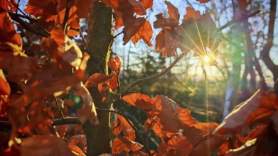 Autumn leaves glow orange against the sun, Rennsteig, Thuringian Forest