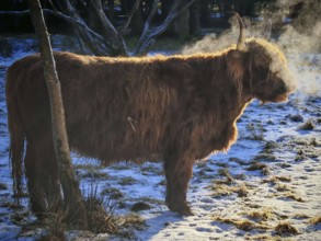 Highland cattle (bos taurus taurus) standing in the snow and exhaling steam while breathing in the