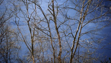 Bare branches of trees, birches (betula) in front of a blue winter sky, Rennsteig, Thuringian