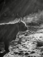 A Highland cattle (bos taurus taurus) stands on an icy meadow in winter and steams in the sun's
