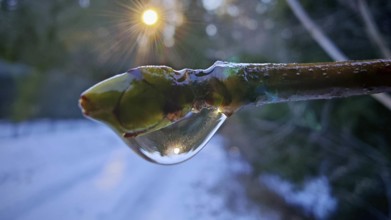 Close-up, sun reflected on a branch with a drop of water, light reflection in winter, forest and