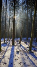 Sun rays penetrate the snowy forest, long shadows in the snow, Franconian Forest nature park Park