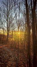 The setting sun flashes through the bare trees of a forest, Franconian Forest nature park Park