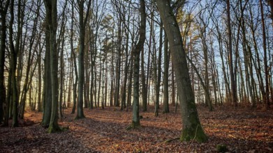 Autumn forest scene with soft morning light and leaves on the ground, Franconian Forest nature park