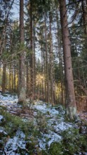 View through a dense forest with tall trees, contrasts of light and shadow on the snow, Franconian