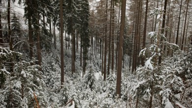 Snowy dense forest with tall trees, Rennsteig, Thuringian Forest nature park Park