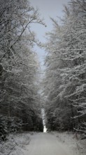 Snowy forest trail surrounded by snow-covered trees, Rennsteig, Frankenwald nature park Park