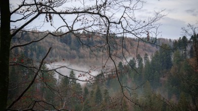 Bare branches of a forest in autumn with fog hanging between the trees, Frankenwald nature park