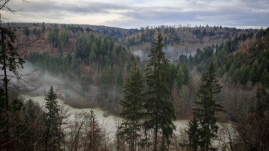 A foggy forest in the mountains at dusk with dense conifers, Frankenwald nature park Park