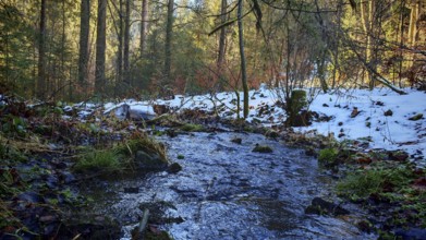 Small stream flows through snow-covered forest, surrounded by trees and autumn leaves. Peaceful,
