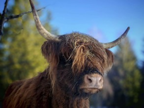 Portrait of a Highland cattle (bos taurus taurus) with horns and brown fur in front of a blue sky,