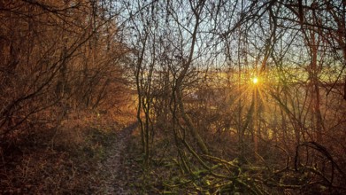 The setting sun illuminates a forest trail through thick trees, romantic atmosphere, Franconian