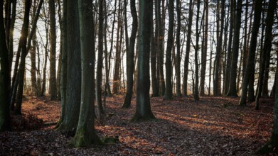 Forest flooded with warm light with long shadows in autumn, Franconian Forest nature park Park