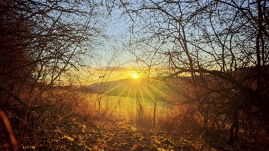 The glowing sunset over a field surrounded by bare trees