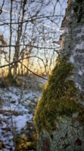 Moss (musco) covering the trunk of a birch tree (betula), illuminated by sunlight, Rennsteig,