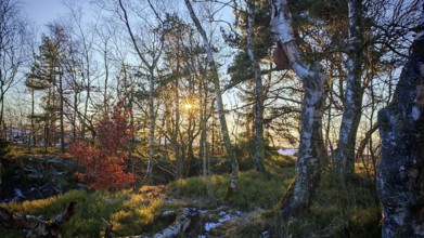 Forest with sunbeams between the birch trees (betula) and bright autumn colours in the sunset,