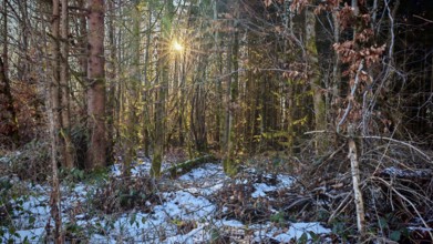 Sun shines through thick, snow-covered forest with lots of branches and twigs. Peace and seclusion,