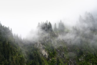 Dense forest on mountain slopes, mystical fog sweeping through the forest, Kenai Fjords National