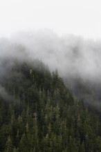 Dense forest on mountain slopes, mystical fog sweeping through the forest, Kenai Fjords National