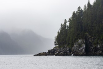 Rocky coast with coniferous forest, coastal landscape, mystical cloud-covered mountains, Kenai