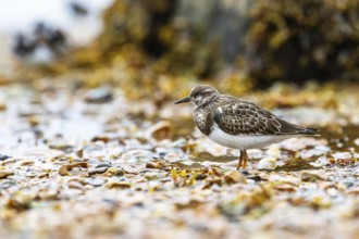 Ruddy Turnstone, Arenaria interpres