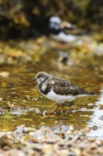 Ruddy Turnstone, Arenaria interpres