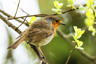 European Robinin in his environment. His Latin name is Erithacus rubecula