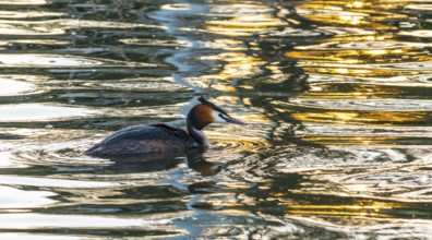 Great crested grebe (Podiceps scalloped ribbonfish) swimming in vivid golden light reflections and