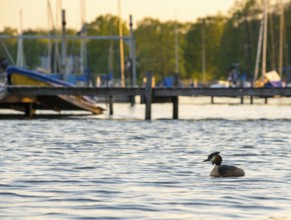 Great Crested Grebe (Podiceps Scalloped ribbonfish) swimming in calm water at sunset with jetty and