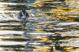 Great Crested Grebe (Podiceps Scalloped ribbonfish) swimming energetically forward in vivid golden