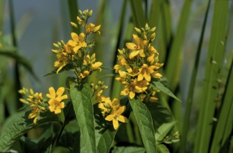 Common yellow willow, Lysimachia vulgaris, also panicle willow or common willow willow, primrose